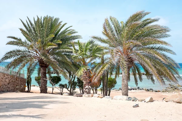 Belas palmeiras na ilha de Aruba no Mar do Caribe — Fotografia de Stock