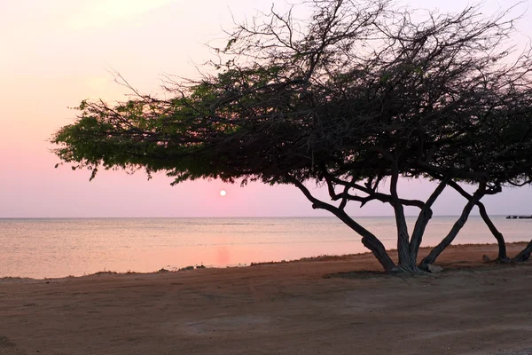 Divi divi árvore na ilha de Aruba no Mar do Caribe ao pôr do sol — Fotografia de Stock