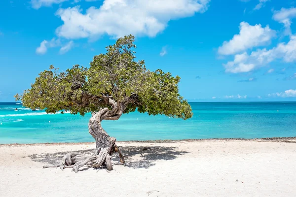 Divi divi árvore na ilha de Aruba no Mar do Caribe — Fotografia de Stock