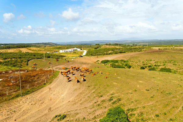 Luchtfoto van koeien in het platteland van Portugal — Stockfoto