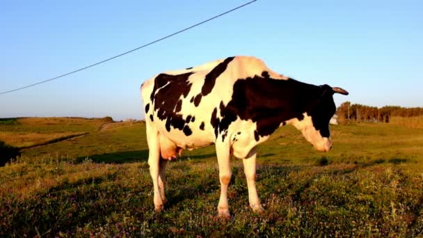 Cow in the countryside from Portugal — Stock Video