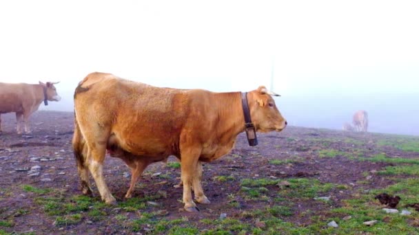 Корова дитину пити молоко від матері корови в сільській місцевості з Португалії — стокове відео