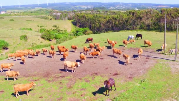 Antenne von Kühen in der Landschaft von portugal — Stockvideo