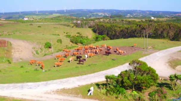 Aérea de vacas en el campo de Portugal — Vídeo de stock