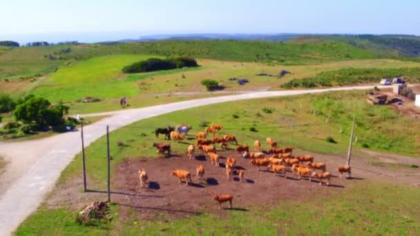 Aerial from cows in the countryside from Portugal — Stock Video