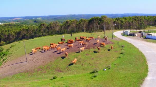 Luchtfoto van koeien in het platteland van Portugal — Stockvideo