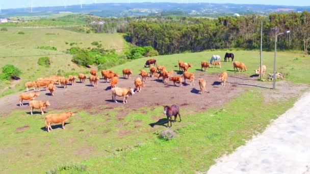 ポルトガルからの田園地帯で牛から空中 — ストック動画