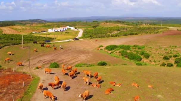 Aérea de vacas en el campo de Portugal — Vídeos de Stock