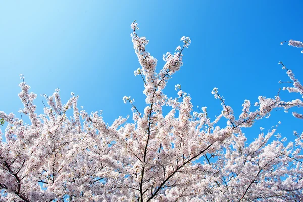 Japonský bílé Kvetoucí třešeň na jaře — Stock fotografie