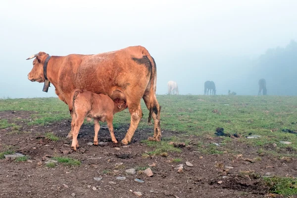 Cielę picia o krowę matka we mgle na wsi z P — Zdjęcie stockowe