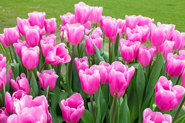 Tulipes roses à la campagne des Pays-Bas — Photo