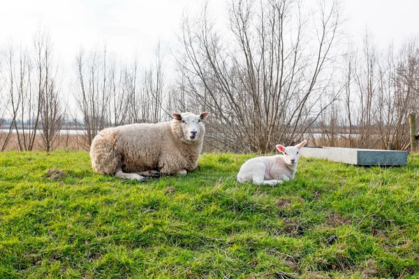 Schafe mit Lamm auf dem Land aus den Niederlanden — Stockfoto