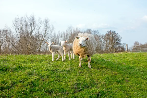 Pecore con agnelli in campagna dai Paesi Bassi — Foto Stock