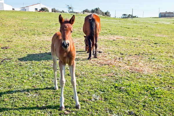 Foal with a mare on a summer pasture — Stock Photo, Image