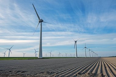 Hollanda 'daki tarlalarda rüzgar değirmenleri