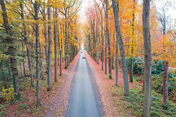 Weg Het Bos Nederland Herfst — Stockfoto