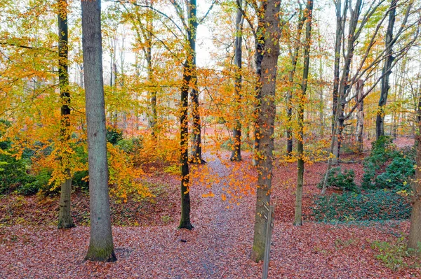 Fall Forest Netherlands — Stock Photo, Image