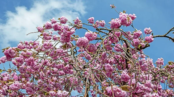 Flor Cerezo Primavera Los Países Bajos —  Fotos de Stock