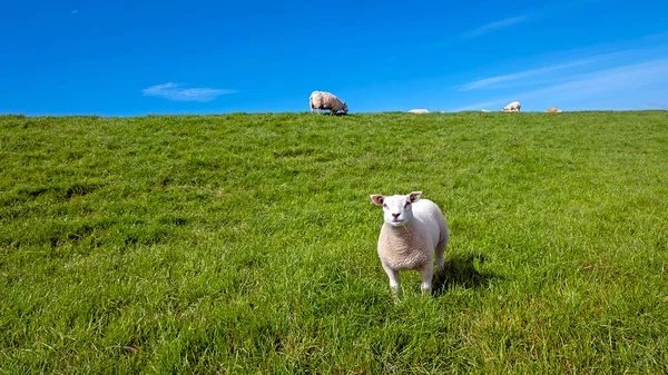 オランダの海の近くの堤防上の若い子羊と羊 — ストック写真