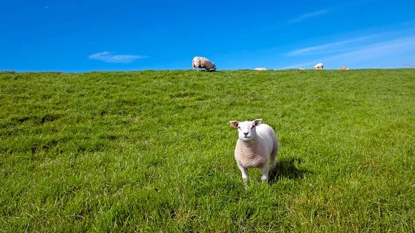 Agnello Pecora Giovani Sulla Diga Vicino Mare Nei Paesi Bassi — Foto Stock