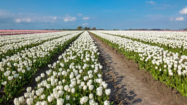 Blossoming White Tulips Countryside Netherlands Spring — Stock Photo, Image