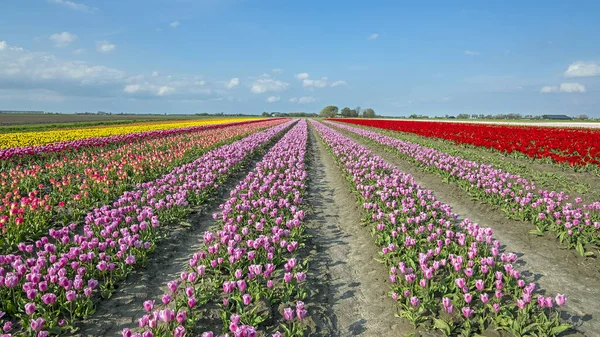 Bloeiende Tulpen Het Platteland Uit Nederland Het Voorjaar — Stockfoto