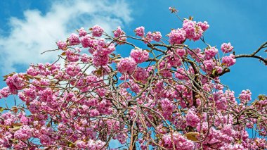 Hollanda 'da ilkbaharda kiraz çiçeği