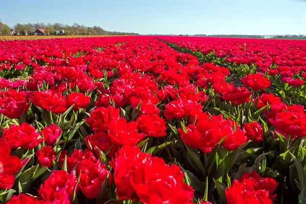 Тюльпановые Поля Весной Сельской Местности Нидерландов — стоковое фото