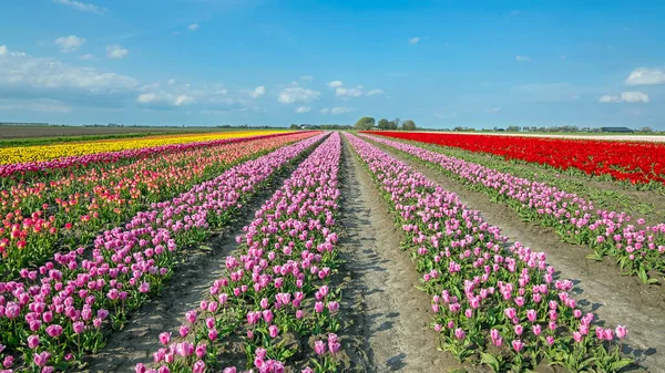 荷兰农村的郁金香在绽放 — 图库照片