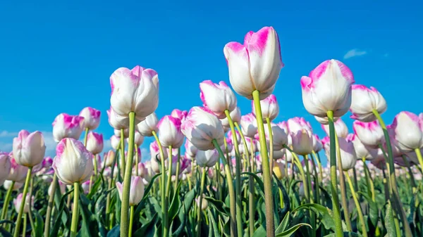 Floraison Des Tulipes Violettes Dans Campagne Des Pays Bas Printemps — Photo