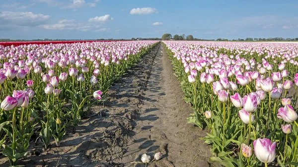 Blommande Rosa Tulpaner Landsbygden Från Nederländerna Våren — Stockfoto