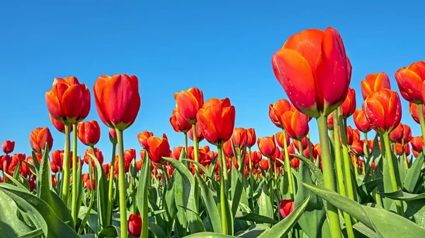 Floraison Des Tulipes Rouges Dans Campagne Des Pays Bas Printemps — Photo