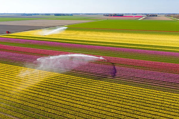 Aerial Pulverização Água Campos Tulipas Florescentes Campo Dos Países Baixos — Fotografia de Stock