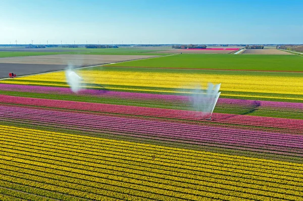 Vzduch Postřiku Vody Kvetoucích Tulipánových Polích Venkově Nizozemska Jaře — Stock fotografie