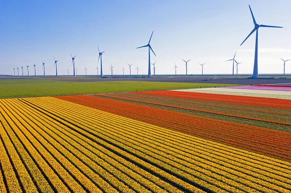 Весною Вітрові Турбіни Поля Тюльпанів Сільській Місцевості Нідерландів — стокове фото