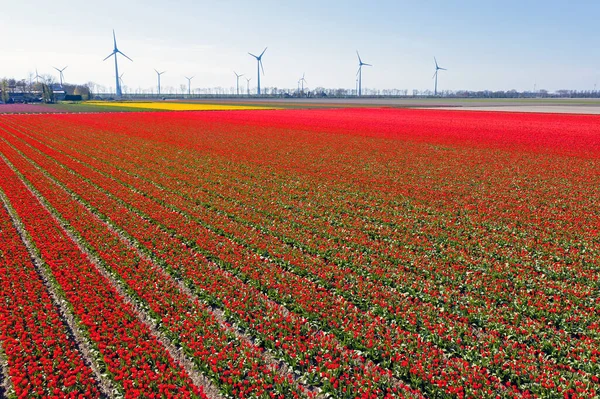 Les Éoliennes Les Champs Tulipes Dans Campagne Des Pays Bas — Photo
