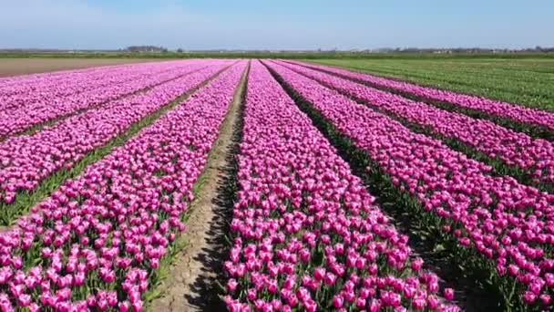 Flower Bulbs Countryside Netherlands — Stock Video