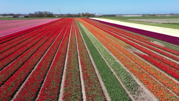 Légi Felvétel Tulipánföldekről Hollandiában — Stock videók