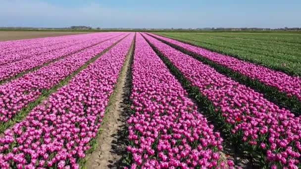 Aérea Los Campos Tulipanes Los Países Bajos — Vídeo de stock