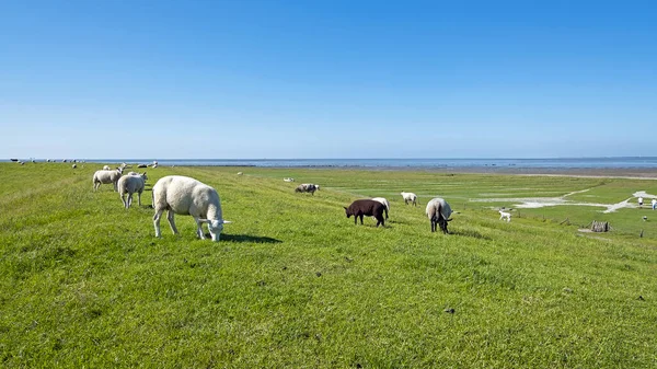 Ovejas Dique Frisia Cerca Del Mar Wadden Países Bajos — Foto de Stock