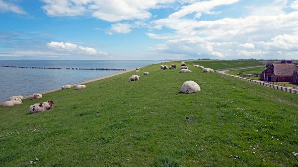 Moutons Sur Digue Près Mer Des Wadden Aux Pays Bas — Photo