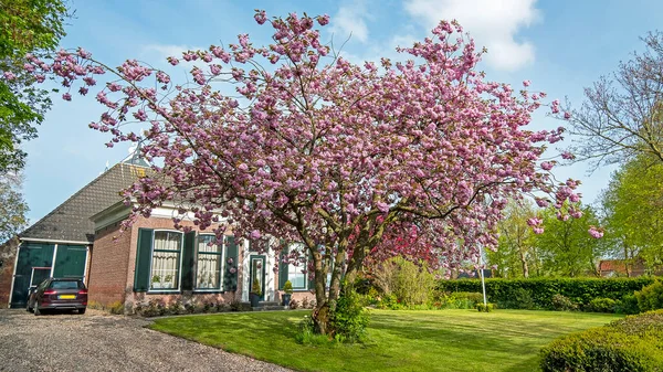 Cerisier Fleurs Une Maison Campagne Médiévale Aux Pays Bas — Photo
