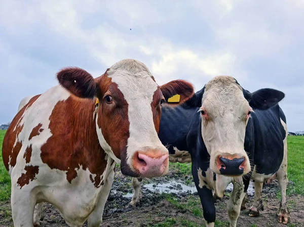 Koeien Wei Nederland Het Voorjaar — Stockfoto