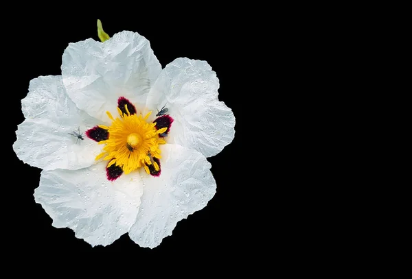 Blossomig Gum Rockrose Cistus Ladanifer Campagna Alentejo Portogallo Sfondo Nero — Foto Stock