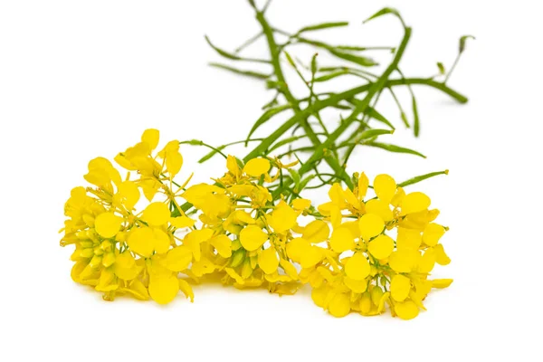 Blossoming Rapeseed White Background — Stock Photo, Image