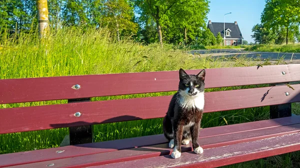 荷兰乡村的一条长椅上坐着一只背对着一只白猫 — 图库照片