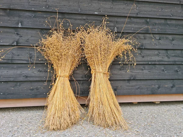 Listy Pšenice Létě — Stock fotografie
