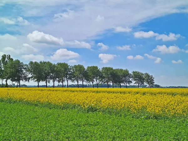 Colza Florescente Nos Campos Verão Nos Países Baixos — Fotografia de Stock