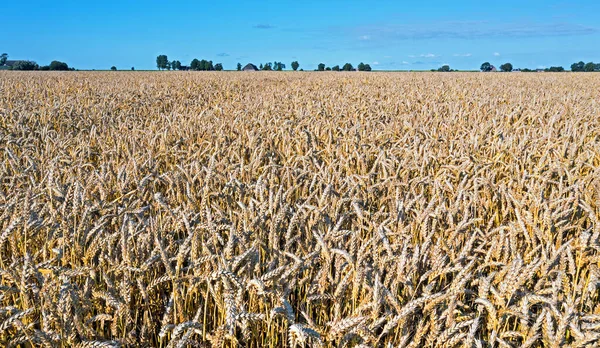 Champs Blé Prêts Être Récoltés Campagne Aux Pays Bas — Photo