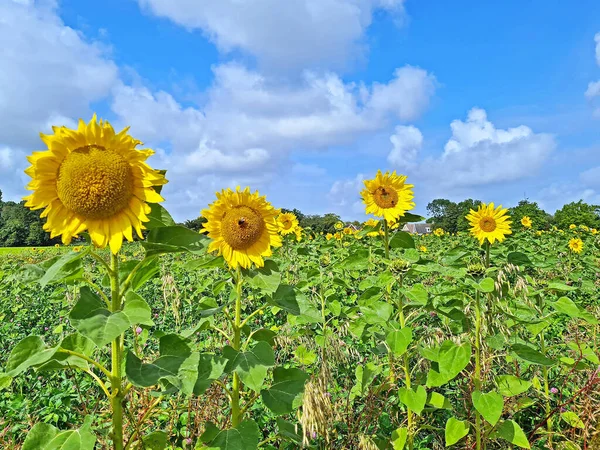 荷兰农村田野里开花的向日葵 — 图库照片
